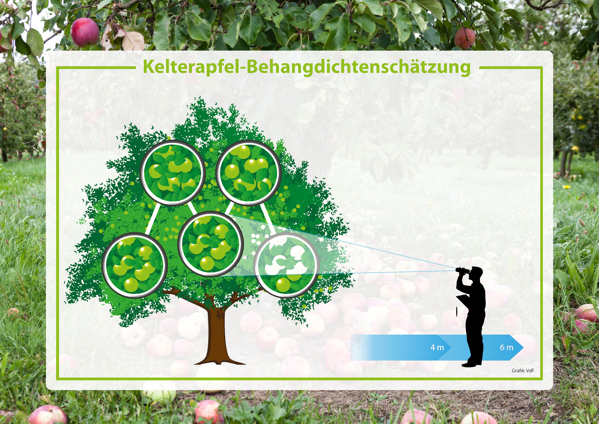 VDF_Pressebild_Kelterapfel_240725.jpg