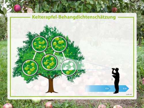 Regen entscheidend für Streuobsternte 2026: 450.000 Tonnen erwartet